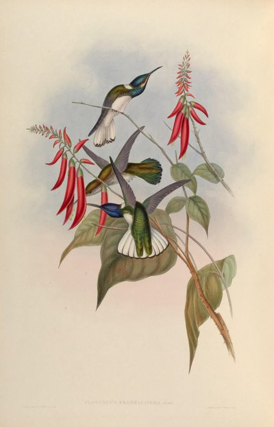 Florisuga flabellifera = Florisuga mellivora flabellifera - John Gould